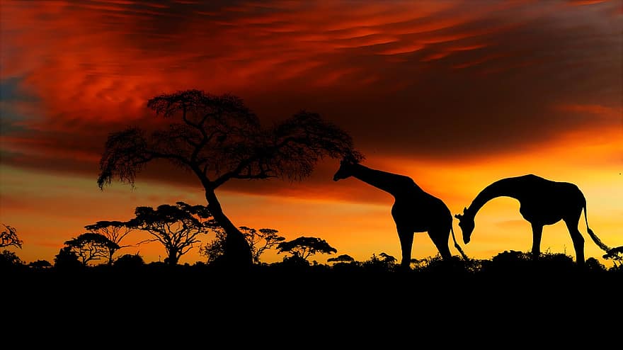 auringonlasku, savanni, Afrikka, kirahvi, luonto, maisema, eläimet, villi