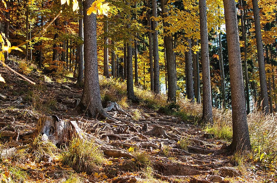 Forest, Trees, Leaves, Fir Tree, Forest Path, Root, Spiritual, Peace, Fall, Grass, Landscape