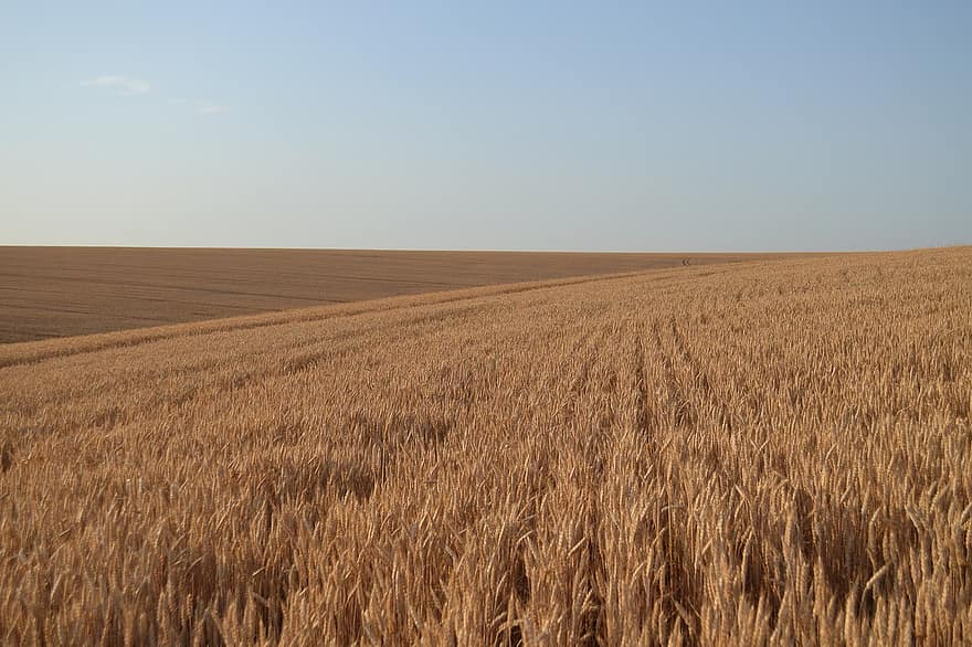 hvede, Mark, landbrug, landskabet