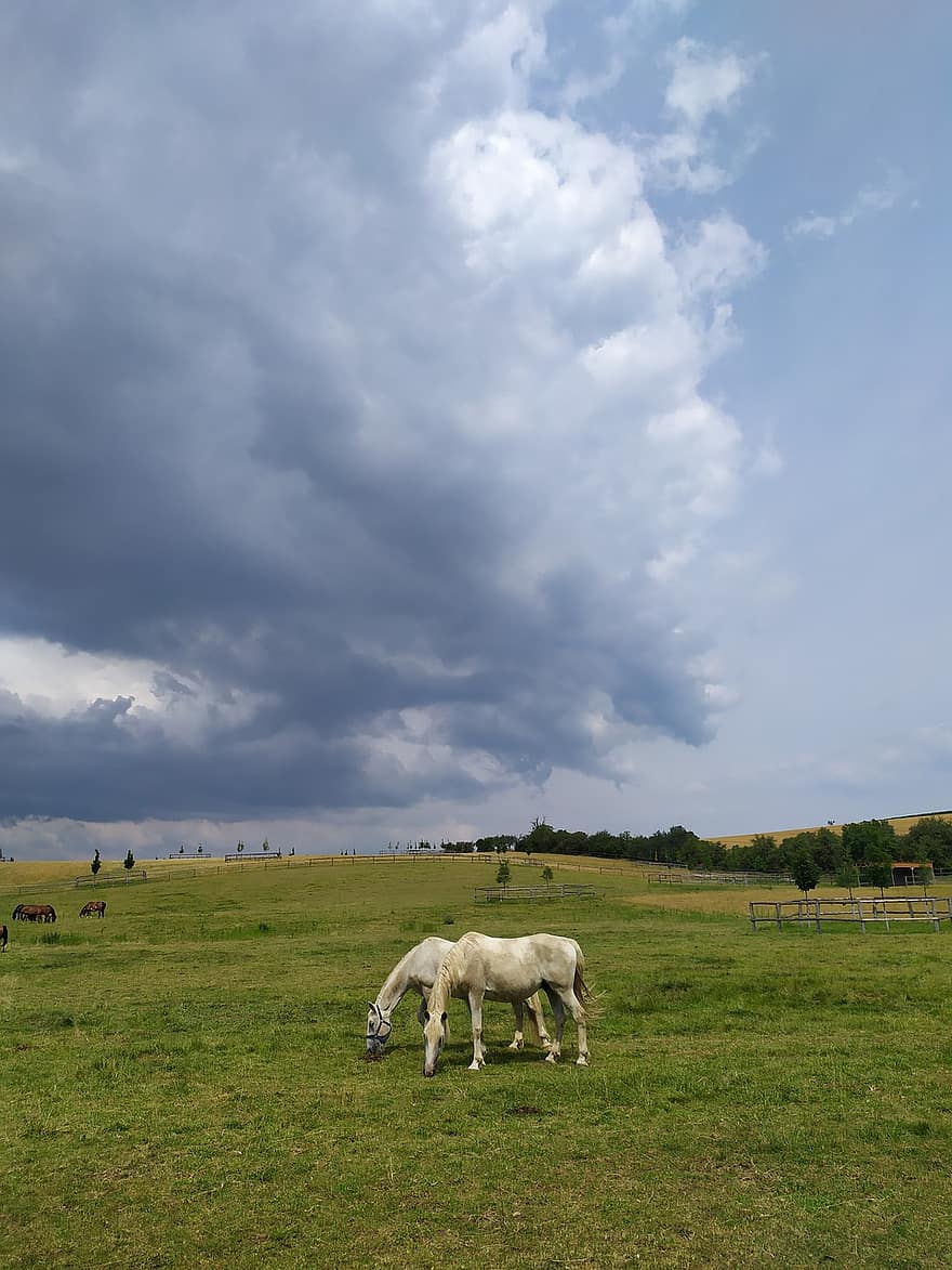 cavalos, Fazenda, reprodução, agricultura, pastagens, nuvens