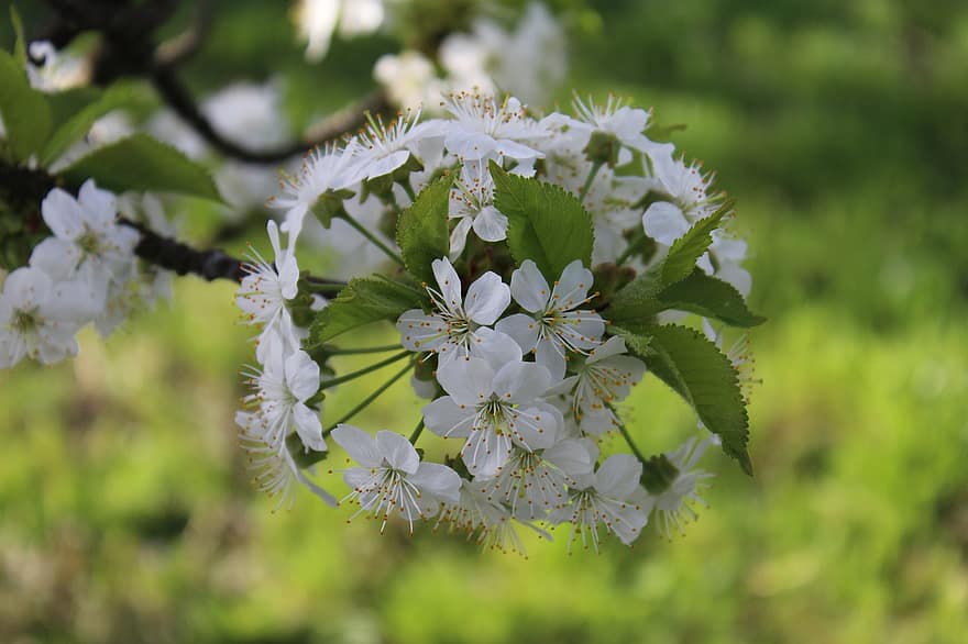 Cherry Blossom, Flowers, Spring, White Flowers, Bloom, Blossom, Leaves, Branch, Cherry Tree, Tree, Nature
