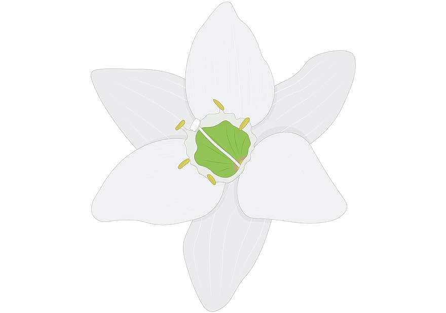Eucharis, putih, bunga, berkembang, mekar