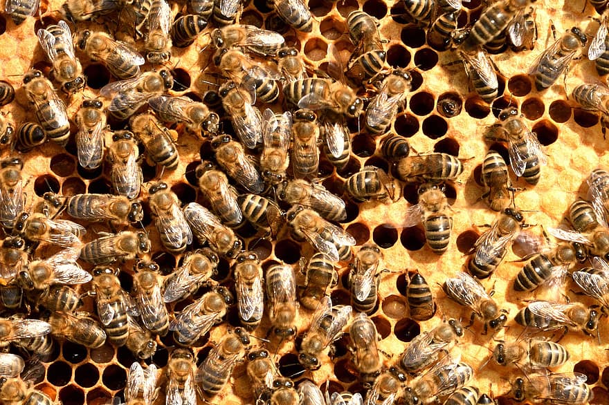 Bie, insekt, honningbie, honning, birøkter, birøkt, natur, carnica