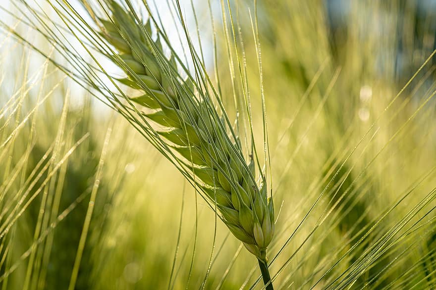 grano, trigo, oreja de trigo, centeno, agricultura, naturaleza, fondo, campo, de cerca, planta, verano