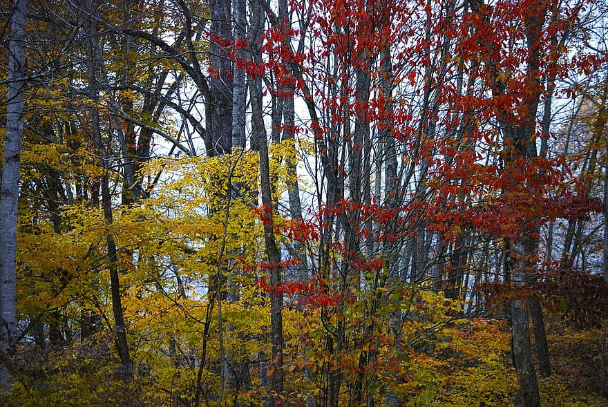 listy, stromy, podzim, barvitý