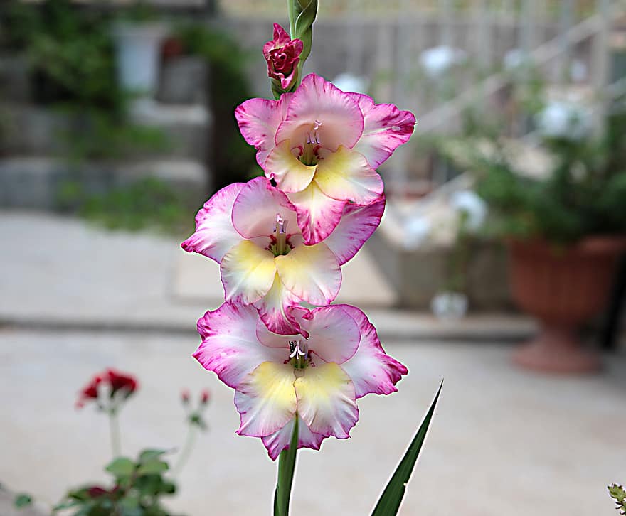 Gladiolus, anlegg, blomst, Gladius, vakker, blomstringen, flora, rosa, spraglete, botanisk, skjønnhet