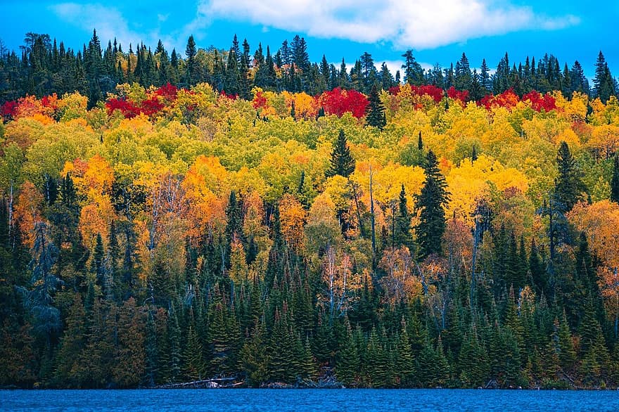 mežs, meži, ezers, koki, lapas, rudenī, krāsains, skatuvisks, ainavu