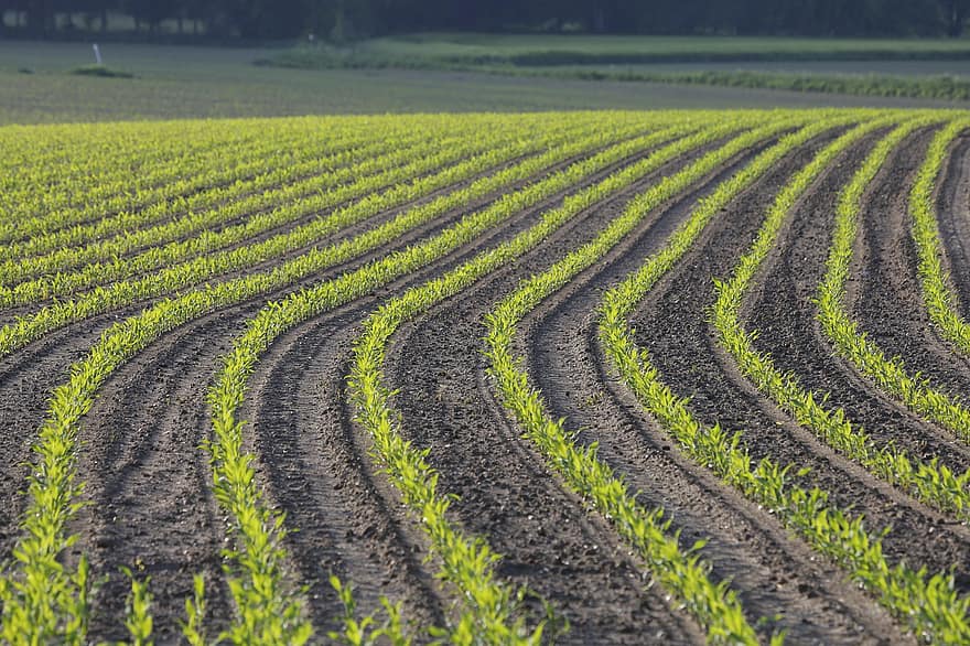 kukurūza, jomā, ainavu, lauksaimniecību, kukurūzas lauks, raksturs, saimniecība, lauku ainas, izaugsmi, augu, zeme