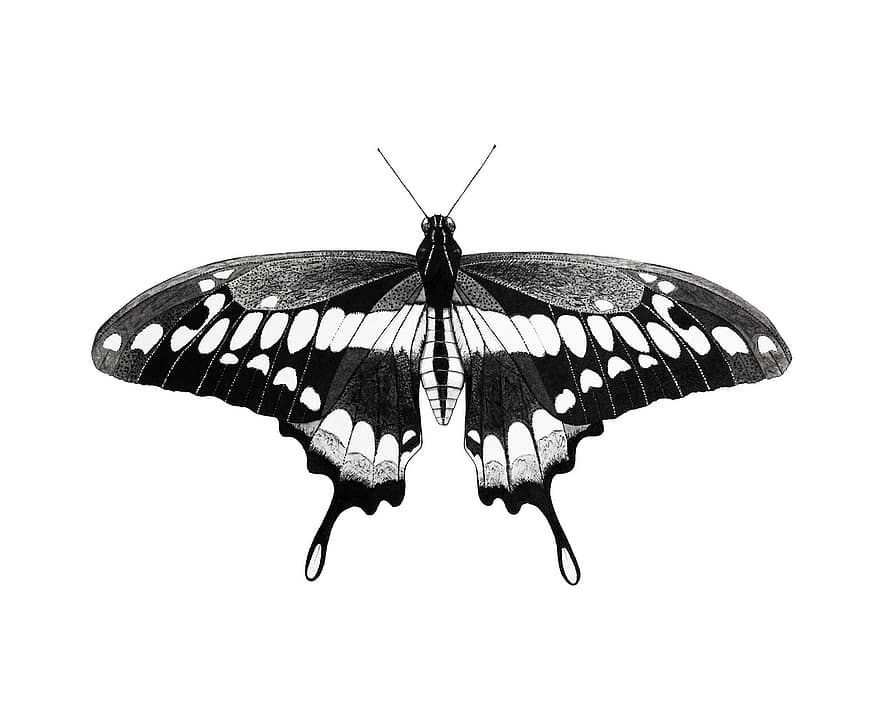 Черно и бяло, крила, черно, за, бял, мастило, акварел, изящно изкуство, пеперуда, живопис, артистичен