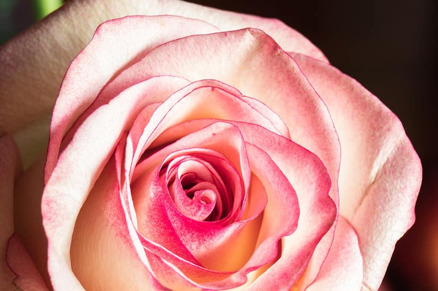 Rose, blomst, lyserød, kronblade, blomstre, flor, pink kronblade, lyserød blomst, pink rose, rosenblade, rose blomst