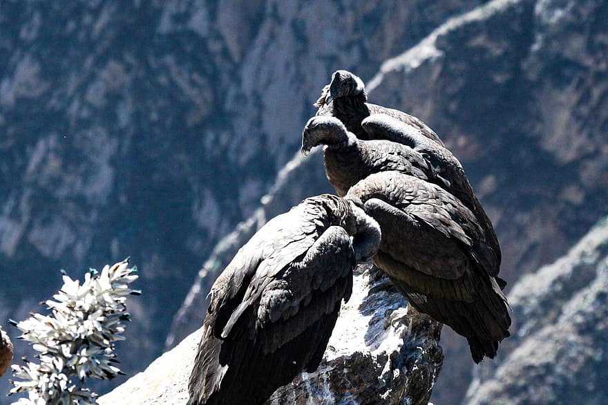 condor, vogelstand, dieren, dieren in het wild, neergestreken, rots, natuur, Andes, Colca Canyon