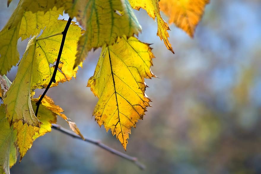 Daun-daun, cabang, ranting, dedaunan, musim gugur, daun kuning, pohon, elm, pohon elm, daun elm, dedaunan musim gugur