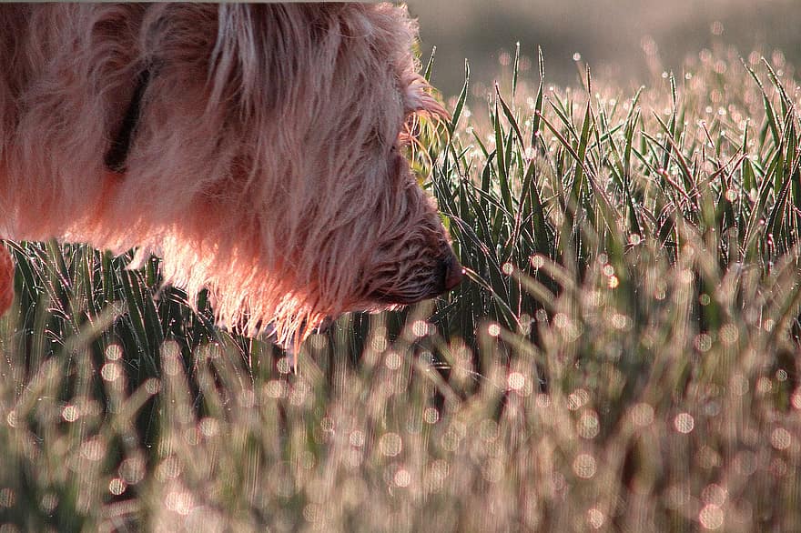 Dog, Sniffing, Grass, Sniff, Hairy, Furry, Hairy Dog, Furry Dog, Pet, Canine, Smelling