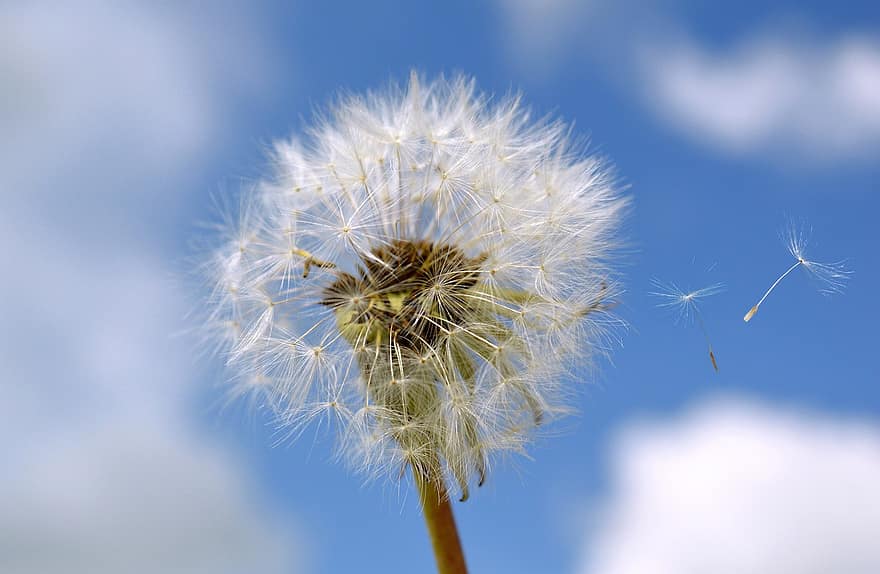 Dandelion, Seeds, Flower, Plant, Flying, Wind, Spring, Flora, Nature, Close Up, Heaven