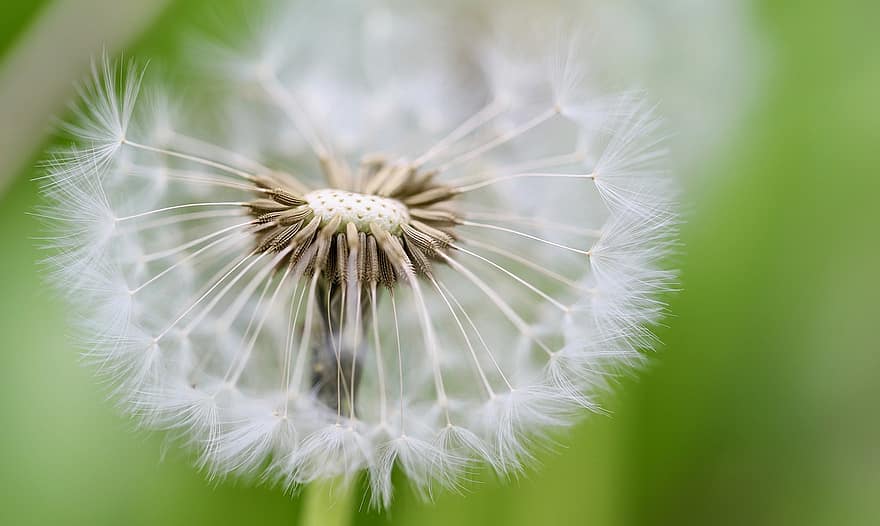 Dandelion, Flying Seeds, Seeds, Pointed Flower, Faded, Plant, Wildflowers, close-up, macro, summer, green color