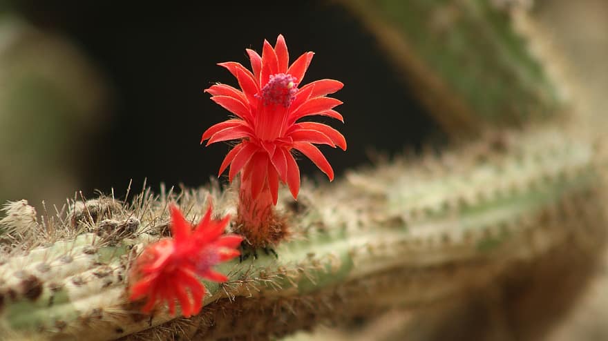 pianta, cactus, botanica, macro, Cleistocactus samaipatensis, deserto, natura, rosso, fiore
