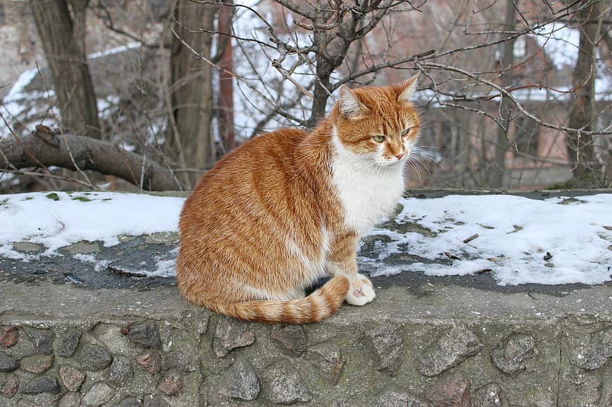con mèo, gừng, dễ thương, đường phố, lạnh, tuyết, mùa đông, động vật có vú, lông thú, vật nuôi