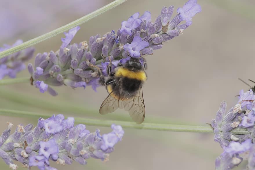 HUMMEL, bumblebee, bombus, แมลง, ผึ้ง, การผสมเกสรดอกไม้, ดอก, เบ่งบาน, ธรรมชาติ, น้ำทิพย์, สัตว์
