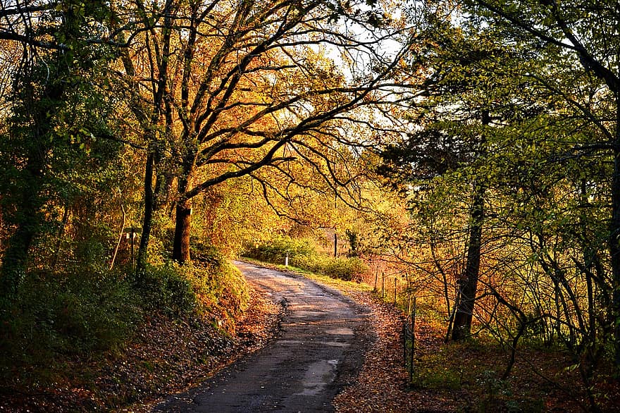 con đường, Thiên nhiên, cây, mùa thu, Mùa, ngã, ngoài trời, hoang vu, rừng, cảnh nông thôn, màu vàng