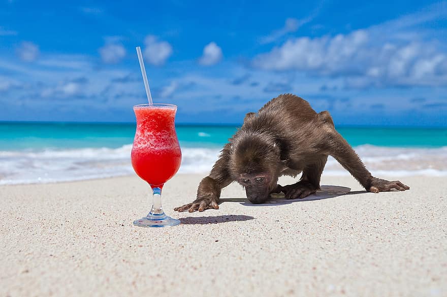παραλία, Πίθηκος, κοκτέιλ, καλοκαίρι, χαριτωμένος, άμμος, διακοπές, μπλε, ποτό, ταξίδι, τροπικό κλίμα