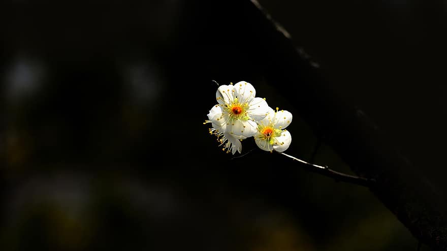 桜の花、フラワーズ、春、白い花、咲く、花、ブランチ、木、工場、自然、閉じる