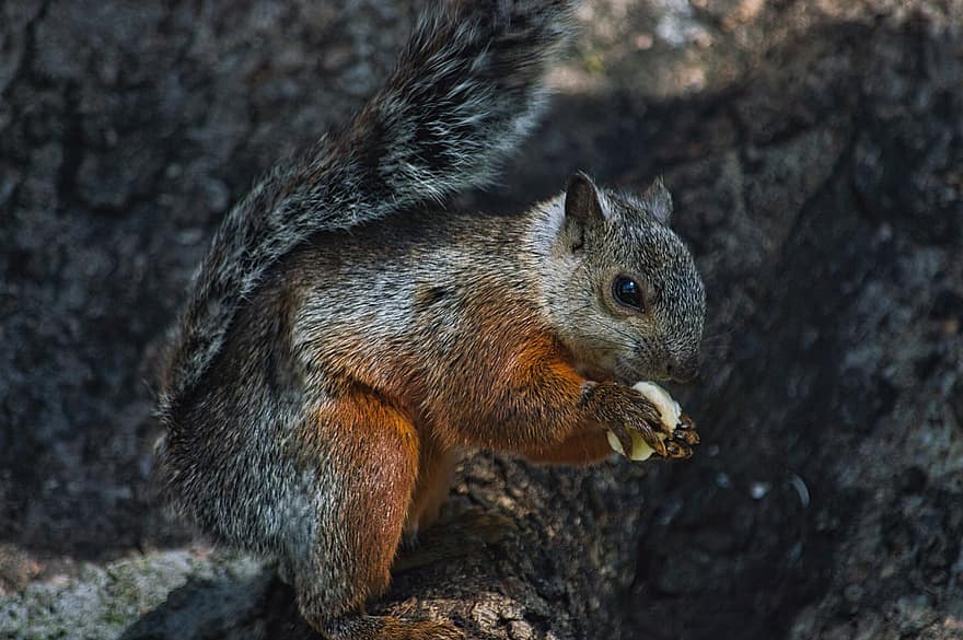 mókus, rágcsáló, észak-amerikai mókus, falatozás, dió, fa, törzs, log, állat, fauna