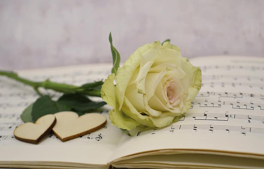 ดอกไม้, เกรด, ดอกกุหลาบ, เพลงรัก, เพลง, หัวใจ, ความรัก, เพลงวันเกิด, ครูเกรด, อวยพรวันเกิด, ความโรแมนติก