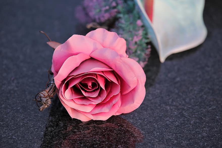 pink rose, Rose, grav, kondolence, kirkegård, blomst