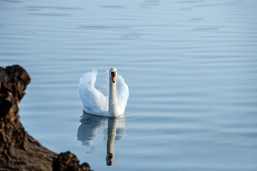 Swan, Bird, Lake, White Swan, Waterfowl, Water Bird, Aquatic Bird, Animal, Feathers, Plumage, Elegant