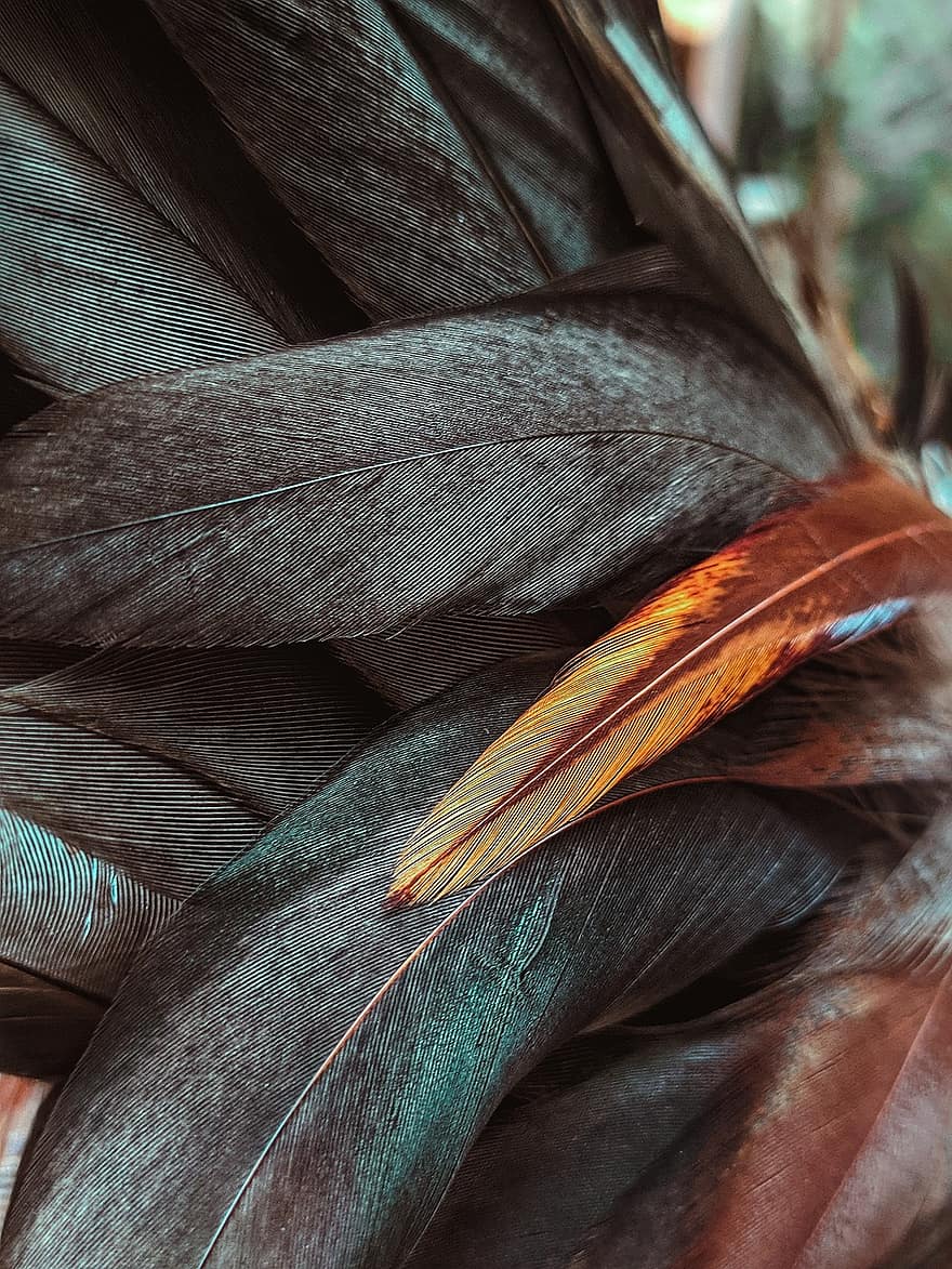 Feathers, Bird, Ornithology, Plumage, Gallo, Animal, Species, close-up, leaf, pattern, backgrounds