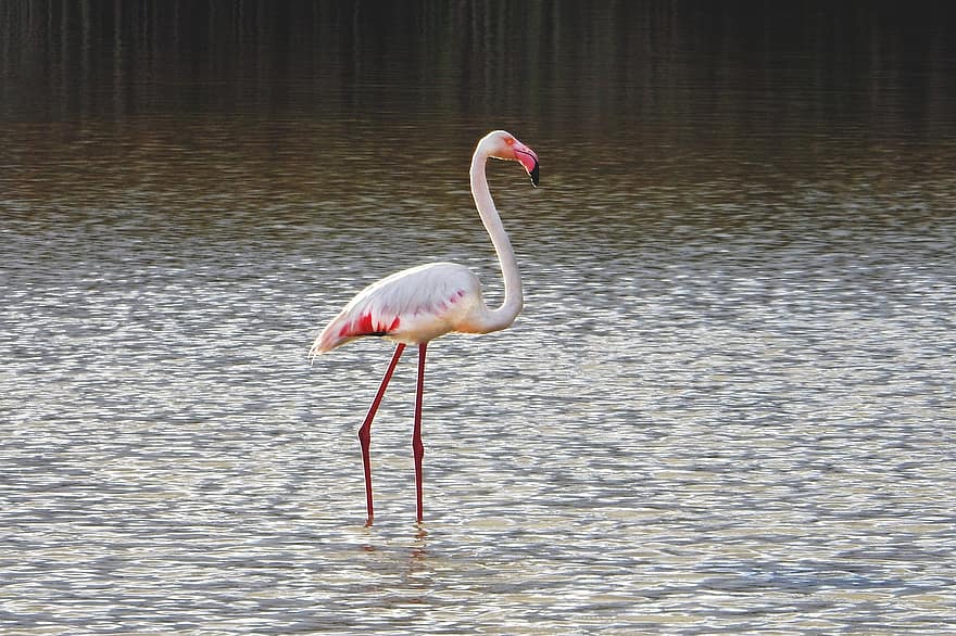 fugl, flamingo, sø, sump, vådområde, dyr