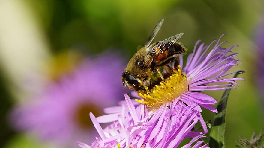 пчела, цветок, природа, насекомое, крупный план, макрос, опыление, животное, летом, пыльца, на открытом воздухе
