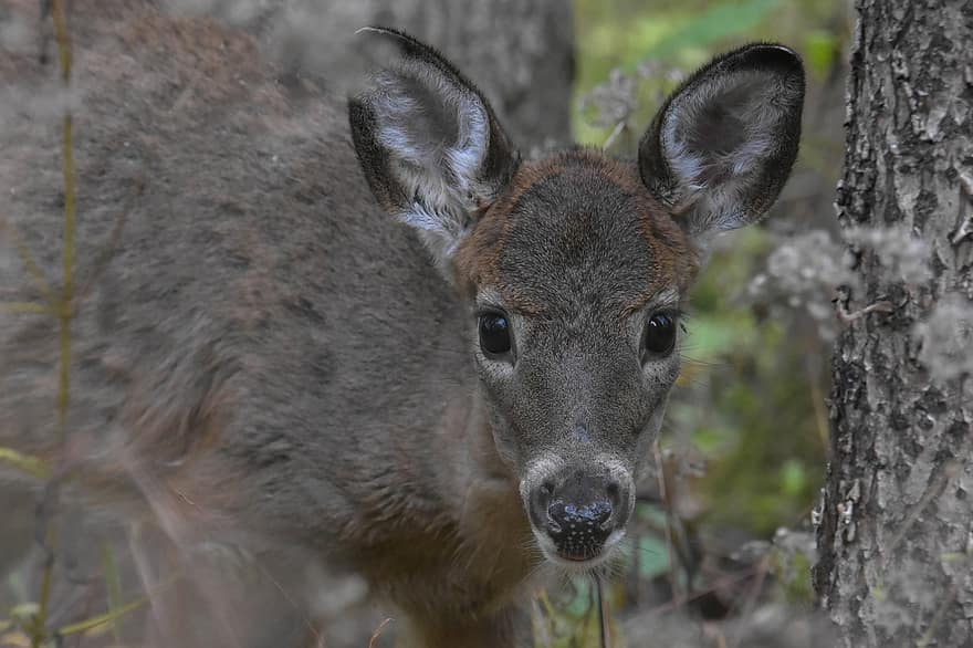Deer, Fawn, Wildlife, Mammal, Cute, White-tail, animals in the wild, forest, close-up, fur, animal head