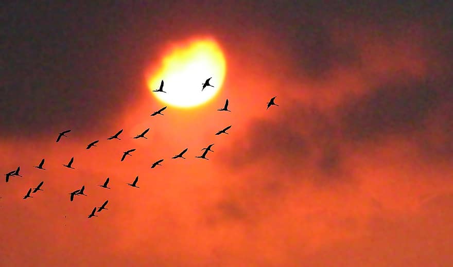 西、夕方、鳥、光に対して、自然、赤い空、飛ぶ、ソル、赤、空