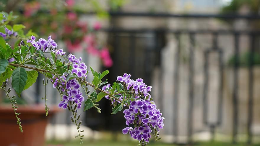 デュランタエレクタ、花、工場、紫色の花、花びら、咲く、フローラ、自然、葉、閉じる、夏