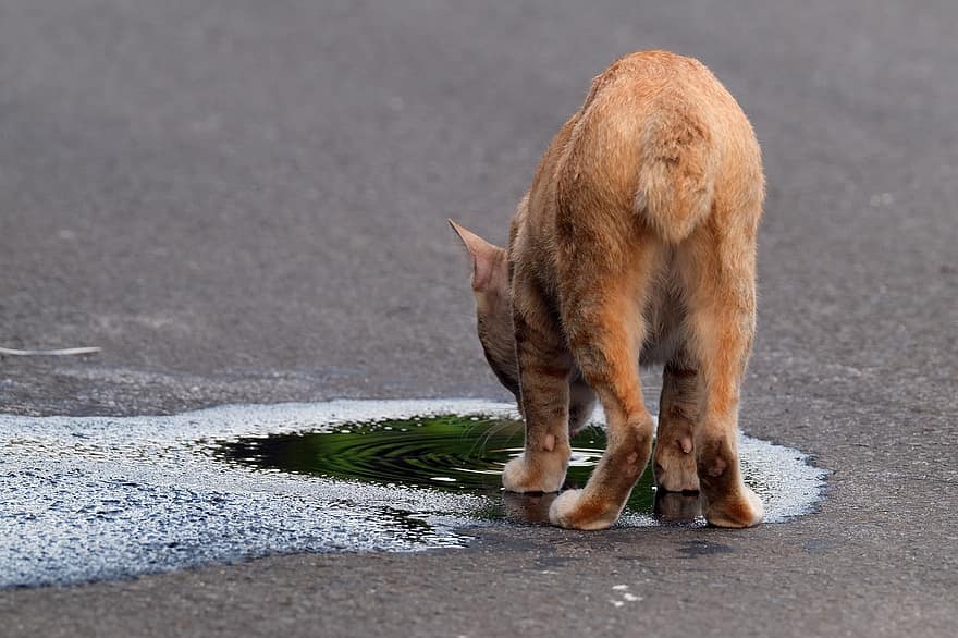 แมว, สัตว์เลี้ยง, ดื่ม, บ่อ, ถนน, น้ำ, สัตว์, ในประเทศ, ของแมว, เลี้ยงลูกด้วยนม