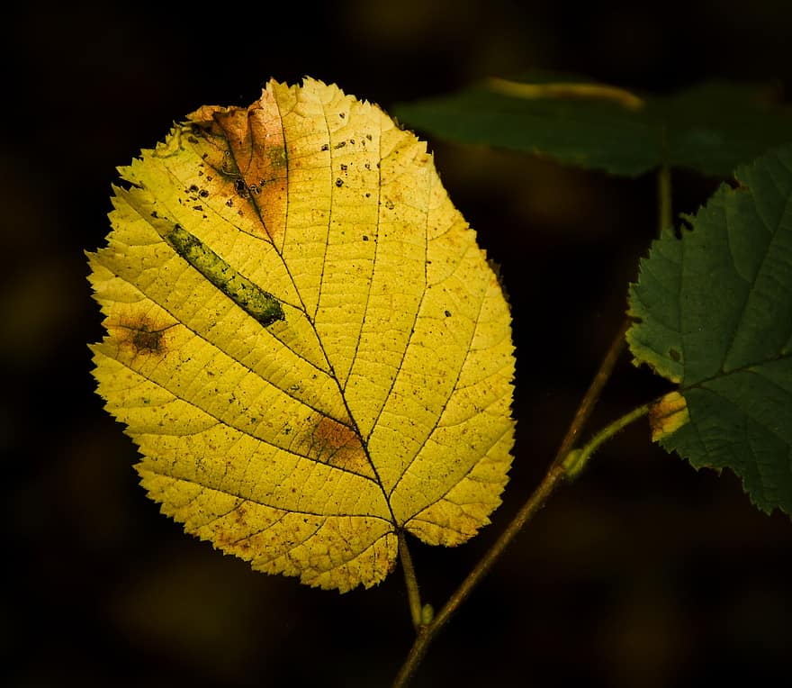 Blatt, Pflanze, fallen, Herbst, gelbes Blatt, Ast, Baum, Natur, Hintergrundbeleuchtung