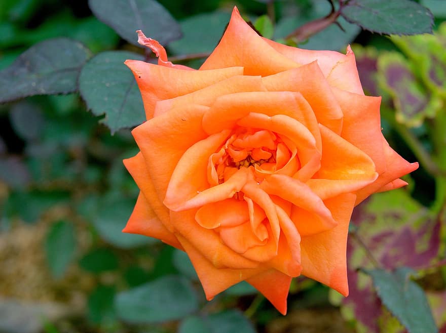 роза, цвете, оранжева роза, цъфна роза, листенца, розови листенца, разцвет, цвят, флора, природа