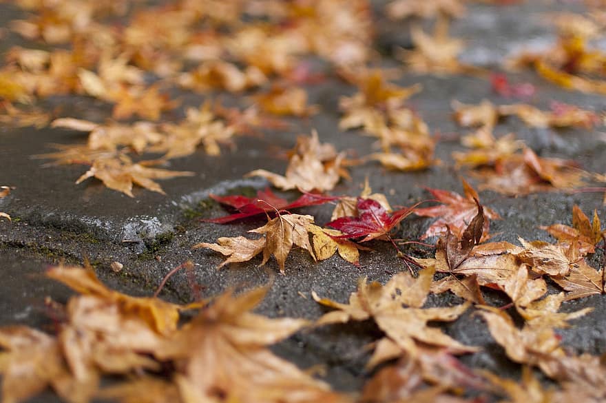 foglie autunnali, Giappone, foglie cadute, autunno, foglia, giallo, stagione, multicolore, ottobre, foresta, sfondi