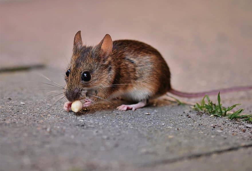 tikus kayu, mouse, hewan pengerat, hewan, kacang, imut, kecil, merapatkan, hewan peliharaan, bulu, binatang di alam liar