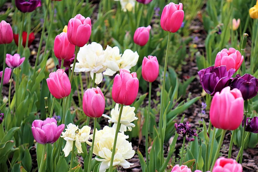 tulipány, květiny, jaro, Příroda, zahrada, louka, růžové květy, pole