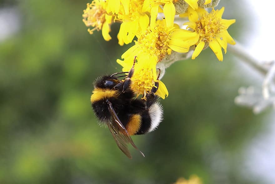hummel, abejorro, insecto, alas, polen, polinización, néctar, flor, pétalos
