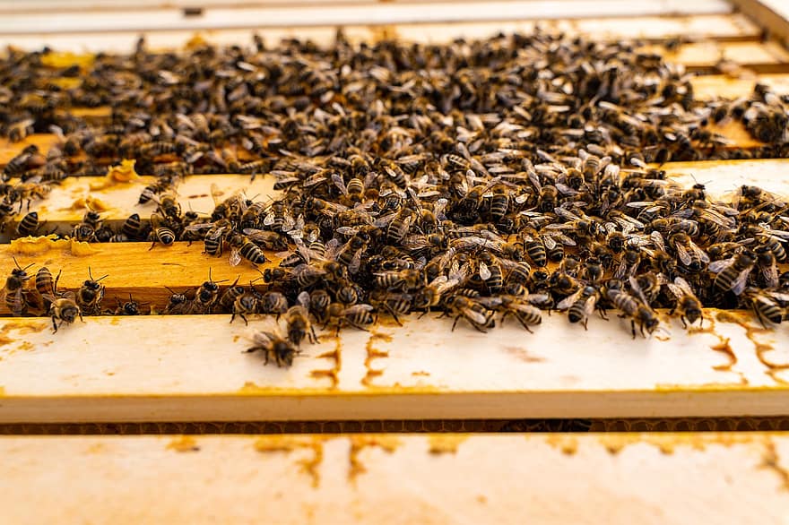 những con ong, tổ ong, nuôi ong, hộp bố mẹ, ong mật, côn trùng, đàn ong, sản xuất mật ong, Brood Nest, cái hộp, trại ong