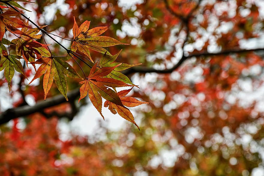 자연스러운, 잎, 가을, 시즌, 집 밖의, 숲