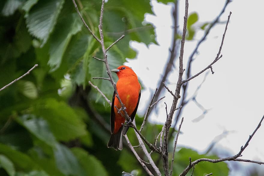 Bird, Tanager, Scarlet Tanager, Plumage, Feathers, Beak, Bill, Bird Watching, Perched, Branches, Animal