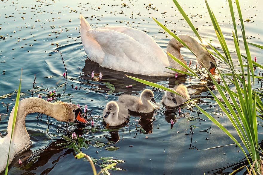cisne, bebês cisne, cisnes de bebê, família cisne, lago, pássaro aquático, cisnes jovens, fofo, plumagem, animal, águas