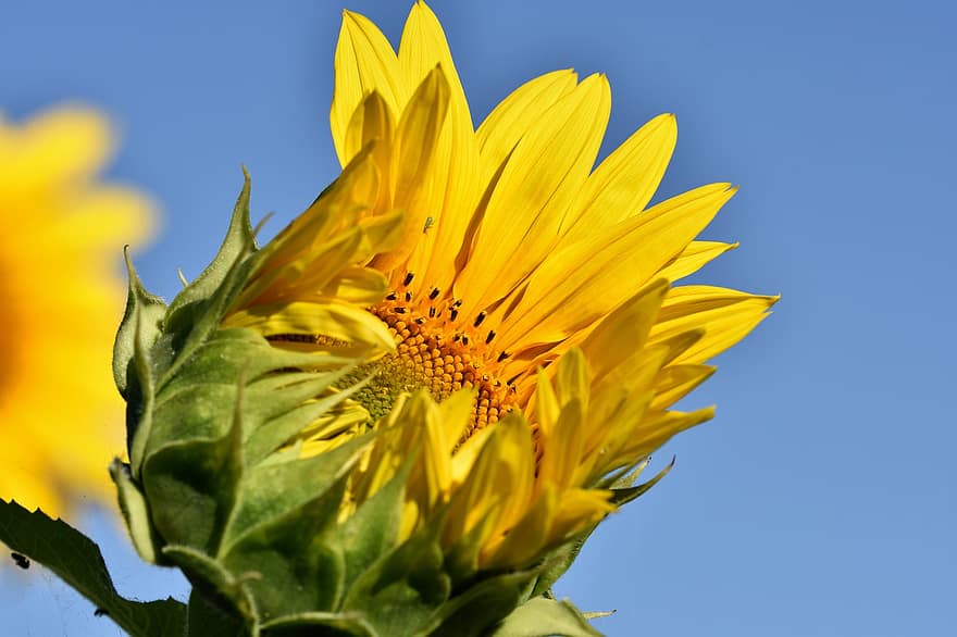 Sunflower, Bud, Blossom, Bloom, Petals, Yellow, Plant, Flower, Flora