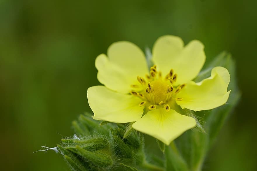 Sulphur Cinquefoil, Yellow Flower, Flower, Wildflower, Potentilla Recta, Close Up, Meadow