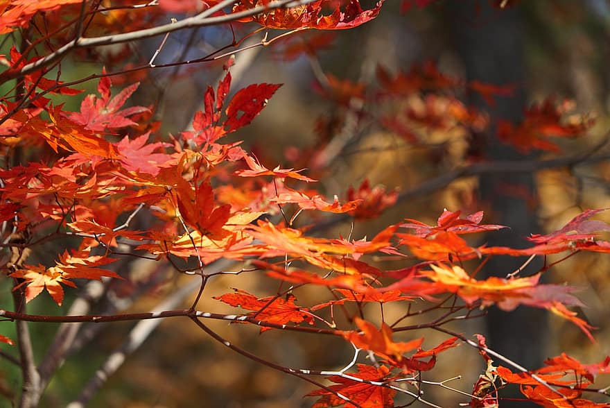 もみじ、葉、秋、楓葉、紅葉、枝、木、工場、自然