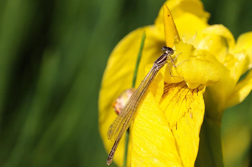 Insect, Dragonfly, Entomology, Pollination, Wings, Close Up, Plant, Wildlife, close-up, macro, yellow